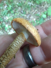 Tricholoma aurantium