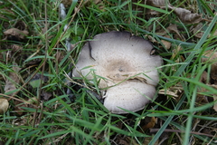 Agaricus