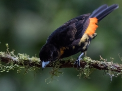 Ramphocelus flammigerus flammigerus