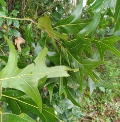 Quercus laevis