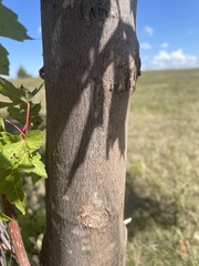 Acer ginnala