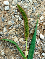 Setaria italica