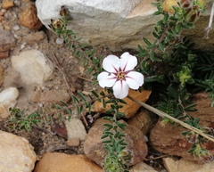 Adenandra uniflora