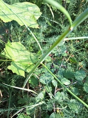 Asparagus officinalis