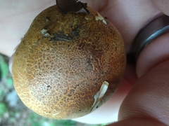 Tricholoma aurantium