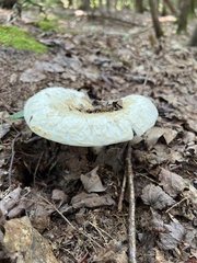 Lactifluus piperatus