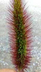 Setaria italica