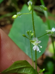 Circaea canadensis