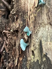 Chlorociboria aeruginascens