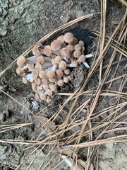 Desarmillaria caespitosa