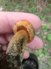 Tricholoma aurantium