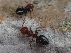 Crematogaster scutellaris