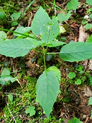 Circaea canadensis