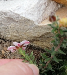 Adenandra uniflora