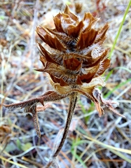 Prunella laciniata