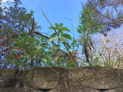 Melicytus ramiflorus