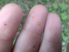 Tricholoma aurantium