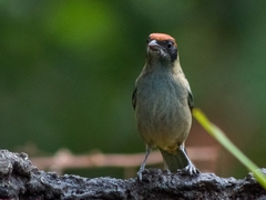 Stilpnia vitriolina