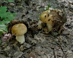 Russula foetens