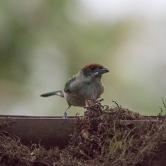 Stilpnia vitriolina