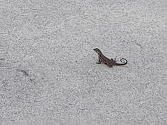 Leiocephalus carinatus