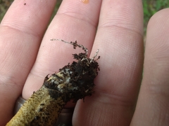 Tricholoma aurantium