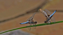 Libellula depressa