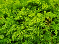 Plagiomnium cuspidatum