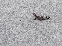 Leiocephalus carinatus