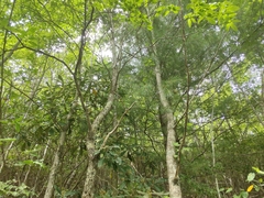 Tricholoma aurantium