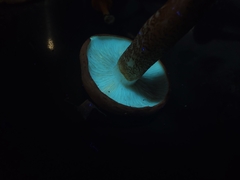 Tricholoma aurantium