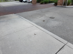 Leiocephalus carinatus