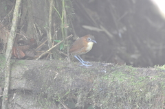 Grallaria flavotincta