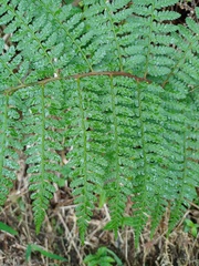 Athyrium nigripes