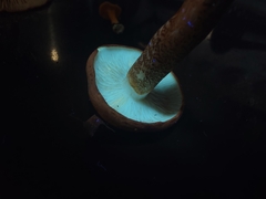 Tricholoma aurantium