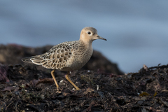 Calidris subruficollis