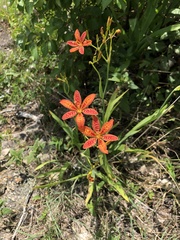 Iris domestica