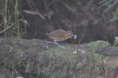 Grallaria flavotincta