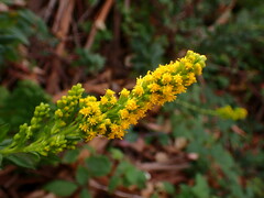 Solidago velutina
