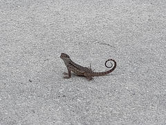 Leiocephalus carinatus