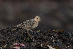 Calidris subruficollis