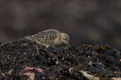 Calidris subruficollis