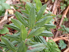 Solidago velutina