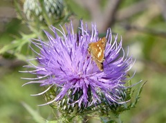 Hesperia leonardus