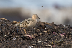 Calidris subruficollis