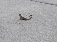 Leiocephalus carinatus