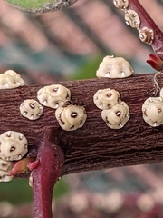 Ceroplastes sinensis