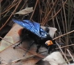 Megascolia azurea