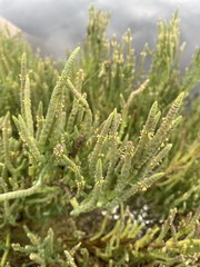 Salicornia pacifica