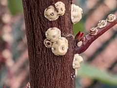 Ceroplastes sinensis